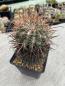 Preview: Ferocactus fordii